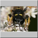 Crabro cribrarius - Grabwespe w03 14mm.jpg